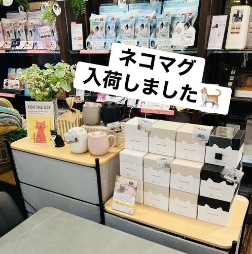 ねこ２